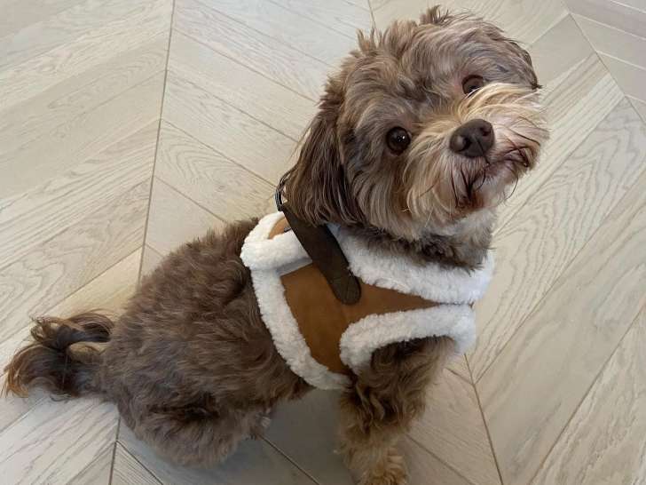 Au Royaume De Gazelle