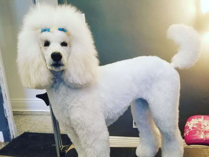 Coiffure canine