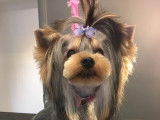 Coiffure canine