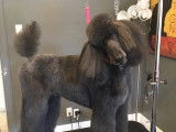 Coiffure canine