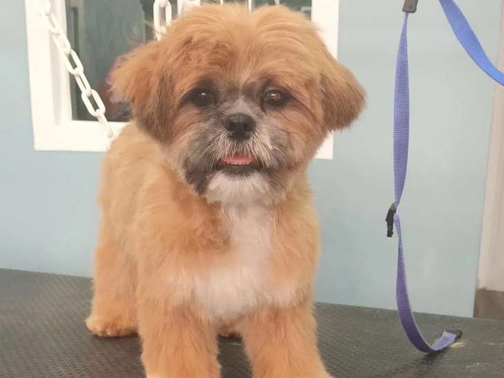 En un tour de pattes