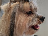 M Chic Toutou