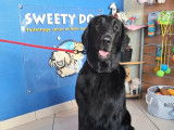 Sweety Dog