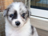 Le Toutou Tendresse