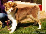 Gossip, un Berger Australien, après le toilettage