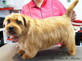 Un Norfolk Terrier après le toilettage
