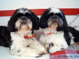 Ice Tea et Iako, des Shih Tzu, qui attendent sagement leur tour