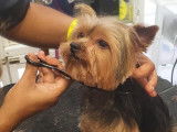 Maya, un Yorckshire Terrier, pendant la coupe ciseaux