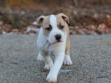 De Rockstar Dog