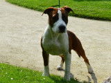 De Rockstar Dog