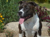 De Rockstar Dog