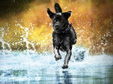 Cani Fun Vendée