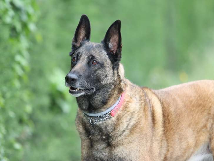 Des Crocs des Templiers