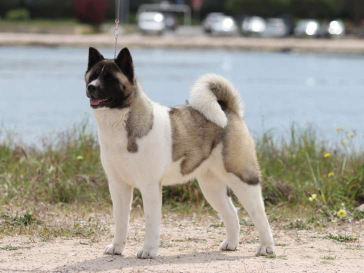 Des Crocs des Templiers