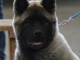 Dog sitting