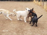 Dog sitting