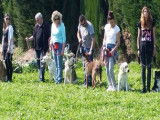 Dog sitting
