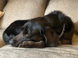 Charlotte Coupé