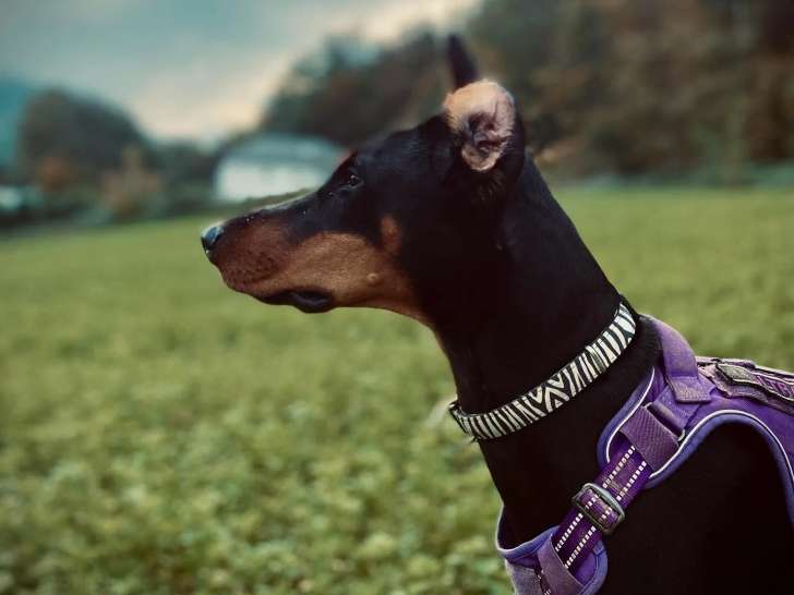 Barnabé le Pet-sitter