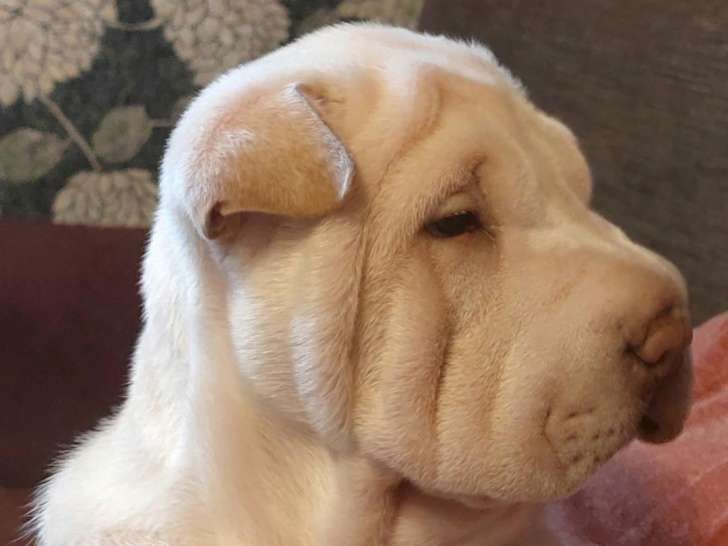 De la Côte des Sables