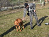 Centre Manosquin d'Education Canine