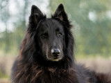 Attitud Animal