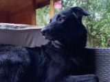 Attitud Animal