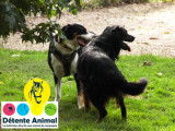 Détente Animal