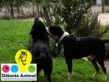 Détente Animal
