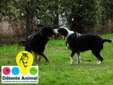 Détente Animal