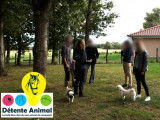 Détente Animal