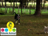 Détente Animal