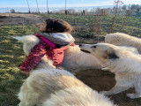 De l'Ours Perlé