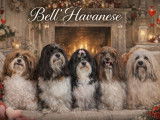 Bellhavanese