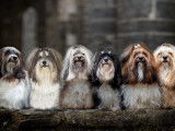 Bellhavanese