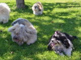 Bellhavanese