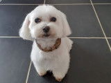 Molly un Bichon Maltais en coupe new look