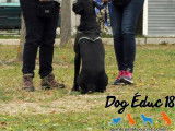 Dog Éduc 18