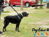Dog Éduc 18