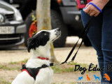 Dog Éduc 18