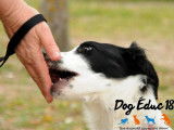 Dog Éduc 18