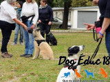 Dog Éduc 18