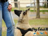 Dog Éduc 18