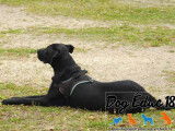 Dog Éduc 18