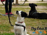 Dog Éduc 18