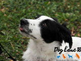 Dog Éduc 18
