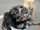 Dog Éduc 18