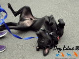 Dog Éduc 18