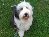 Cani-Breizh