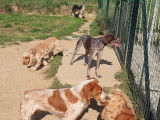 Cani-Breizh